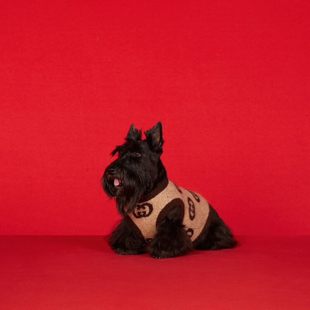 NWT Authentic Gucci Pet/Dog Sweater with Interlocking G - BRAND NEW IN GUCCI BOX - Picture 2 of 9